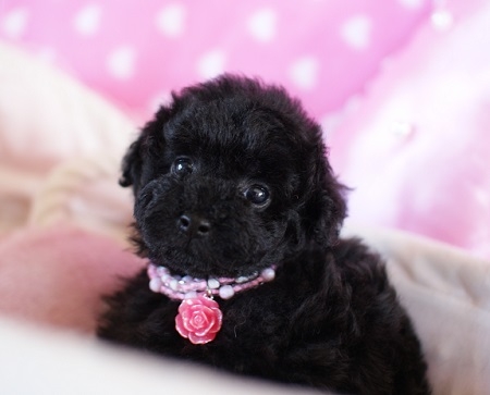 トイプードルの子犬(ID:1241511014)の2枚目の写真/更新日:2014-09-28