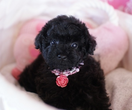 トイプードルの子犬(ID:1241511014)の4枚目の写真/更新日:2014-09-28