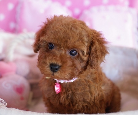 トイプードルの子犬(ID:1241511015)の1枚目の写真/更新日:2014-11-27
