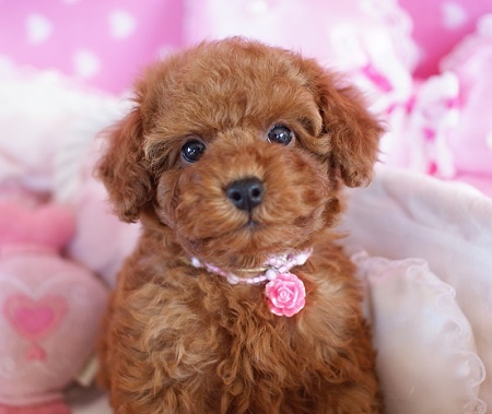 トイプードルの子犬(ID:1241511015)の2枚目の写真/更新日:2014-11-27
