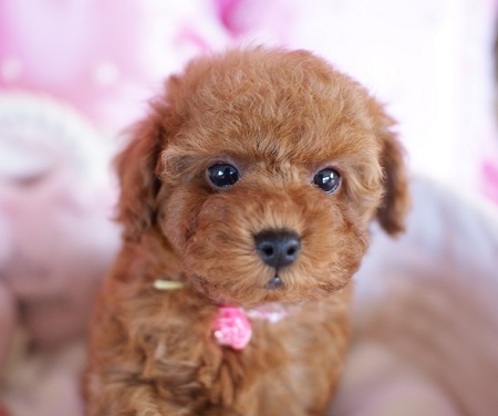 トイプードルの子犬(ID:1241511015)の3枚目の写真/更新日:2014-11-27
