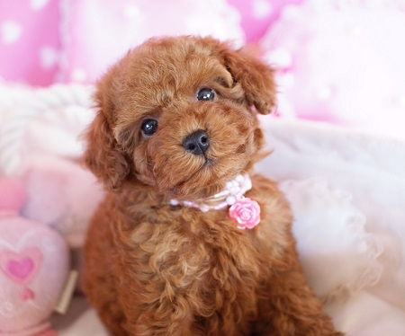 トイプードルの子犬(ID:1241511015)の4枚目の写真/更新日:2014-11-27