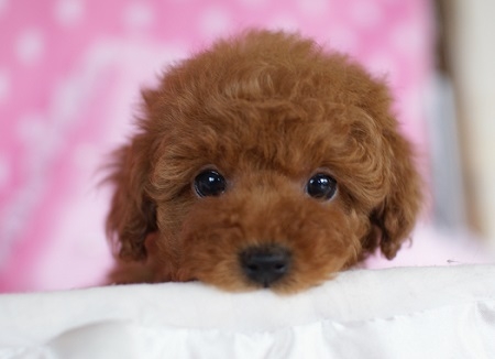 トイプードルの子犬(ID:1241511017)の1枚目の写真/更新日:2014-11-18