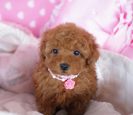 トイプードルの子犬(ID:1241511017)の3枚目の写真/更新日:2014-11-18