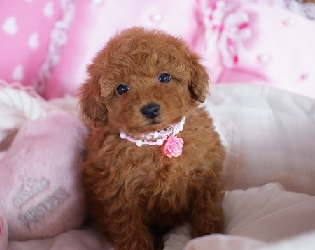 トイプードルの子犬(ID:1241511017)の4枚目の写真/更新日:2014-11-18
