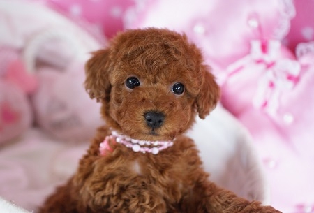 トイプードルの子犬(ID:1241511018)の1枚目の写真/更新日:2014-11-18