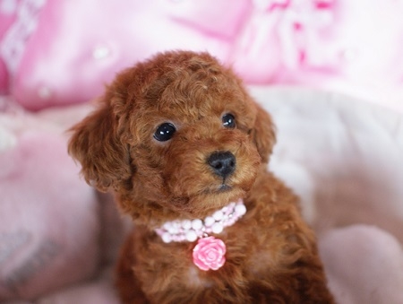 トイプードルの子犬(ID:1241511018)の3枚目の写真/更新日:2014-11-18