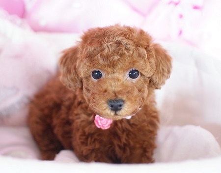 トイプードルの子犬(ID:1241511018)の4枚目の写真/更新日:2014-11-18