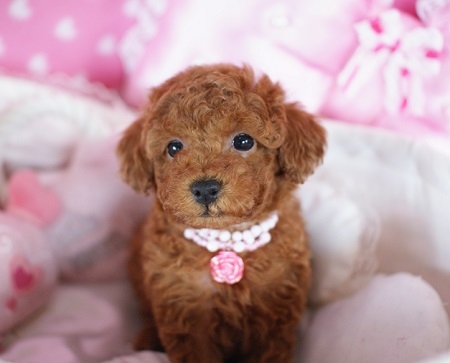 トイプードルの子犬(ID:1241511018)の5枚目の写真/更新日:2014-11-18
