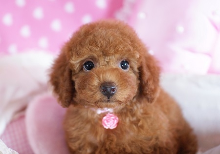 トイプードルの子犬(ID:1241511044)の1枚目の写真/更新日:2015-08-22