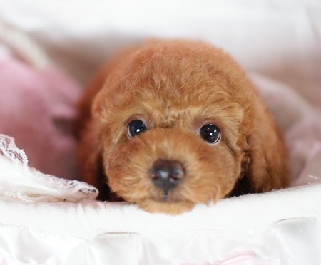 トイプードルの子犬(ID:1241511044)の2枚目の写真/更新日:2015-08-22
