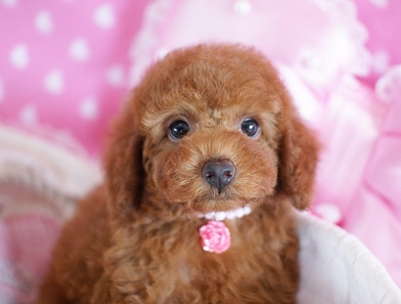トイプードルの子犬(ID:1241511044)の3枚目の写真/更新日:2015-08-22