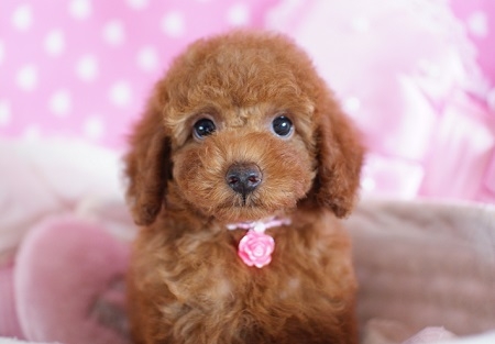 トイプードルの子犬(ID:1241511044)の4枚目の写真/更新日:2015-08-22