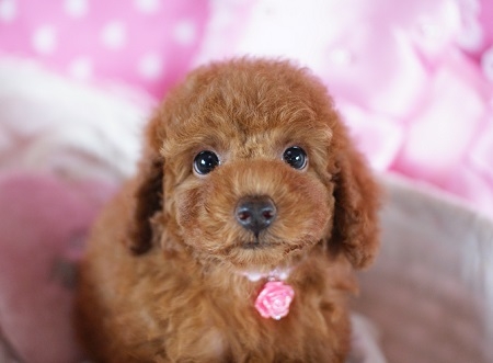 トイプードルの子犬(ID:1241511044)の5枚目の写真/更新日:2015-08-22