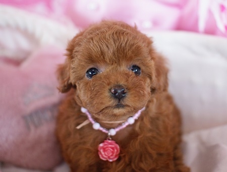 トイプードルの子犬(ID:1241511070)の1枚目の写真/更新日:2016-08-11