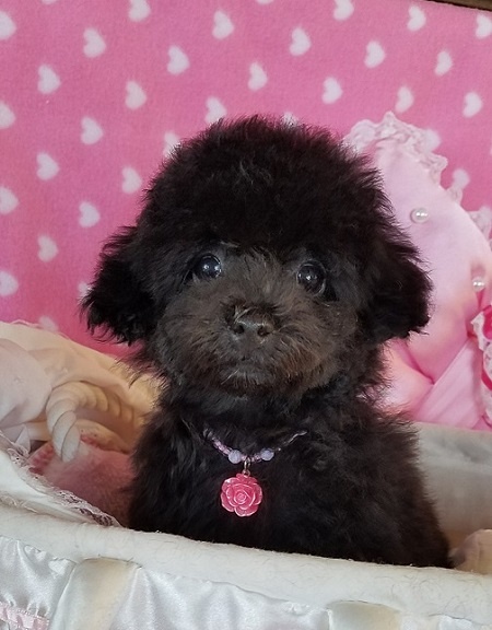 トイプードルの子犬(ID:1241511071)の1枚目の写真/更新日:2016-09-12
