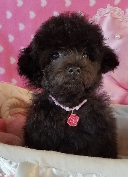 トイプードルの子犬(ID:1241511071)の2枚目の写真/更新日:2016-09-12
