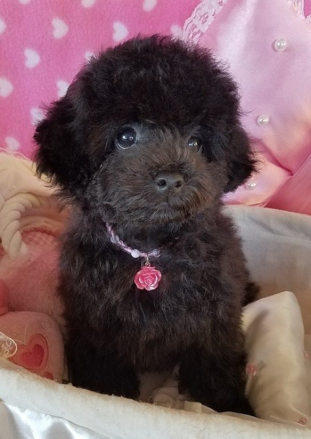 トイプードルの子犬(ID:1241511071)の3枚目の写真/更新日:2016-09-12