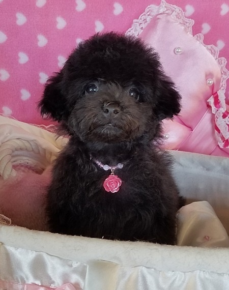 トイプードルの子犬(ID:1241511071)の4枚目の写真/更新日:2016-09-12