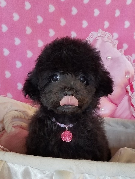 トイプードルの子犬(ID:1241511071)の5枚目の写真/更新日:2016-09-12