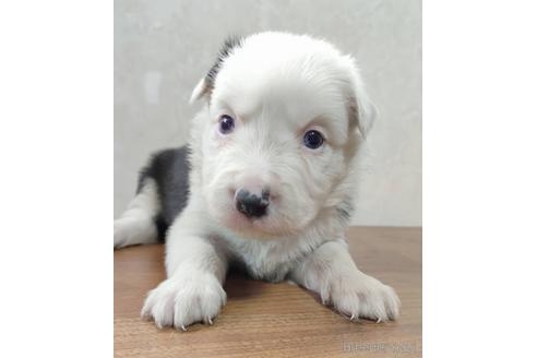 ボーダーコリーの子犬（ID:1242011113）の4枚目の写真/更新日:2022-09-18