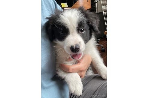 ボーダーコリーの子犬（ID:1242011135）の2枚目の写真/更新日:2022-05-09