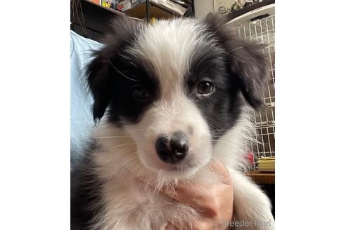 ボーダーコリーの子犬（ID:1242011135）の5枚目の写真/更新日:2022-05-09