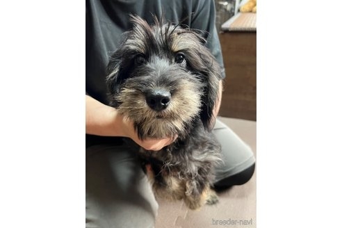 ミニチュアシュナウザーの子犬（ID:1242011157）の1枚目の写真/更新日:2022-08-28