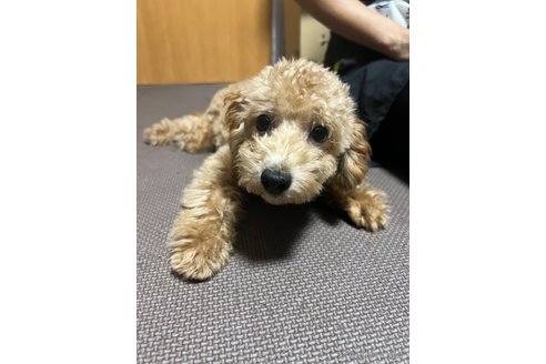 トイプードルの子犬（ID:1242011167）の2枚目の写真/更新日:2023-09-21