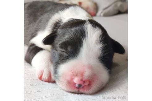 イングリッシュコッカースパニエルの子犬（ID:1242011181）の1枚目の写真/更新日:2021-09-06