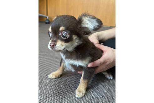 チワワ（ロング）の子犬（ID:1242011224）の1枚目の写真/更新日:2022-11-14