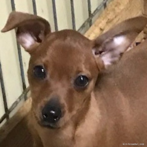 ミニチュアピンシャーの子犬（ID:1242311057）の1枚目の写真/更新日:2023-05-05