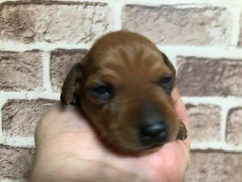 ミニチュアピンシャーの子犬（ID:1242311101）の2枚目の写真/更新日:2022-08-13
