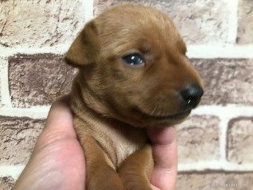 ミニチュアピンシャーの子犬（ID:1242311105）の2枚目の写真/更新日:2022-12-02