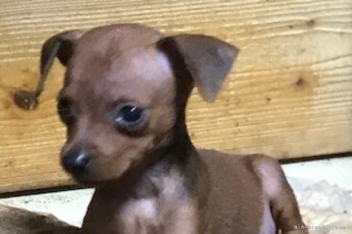 ミニチュアピンシャーの子犬（ID:1242311107）の2枚目の写真/更新日:2023-09-19