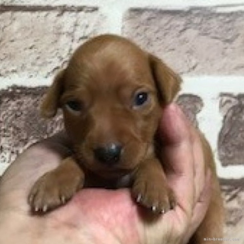 ミニチュアピンシャーの子犬（ID:1242311134）の1枚目の写真/更新日:2022-09-10