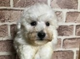 トイプードルの子犬（ID:1242311140）の1枚目の写真/更新日:2022-05-04