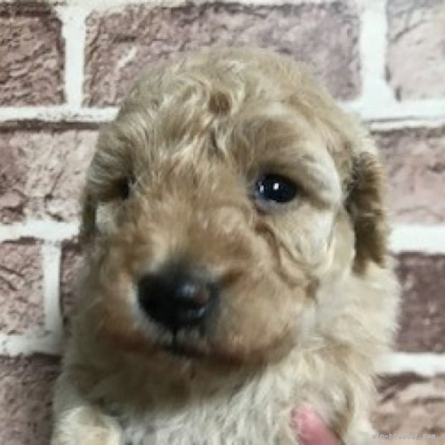 トイプードルの子犬（ID:1242311147）の1枚目の写真/更新日:2023-06-16