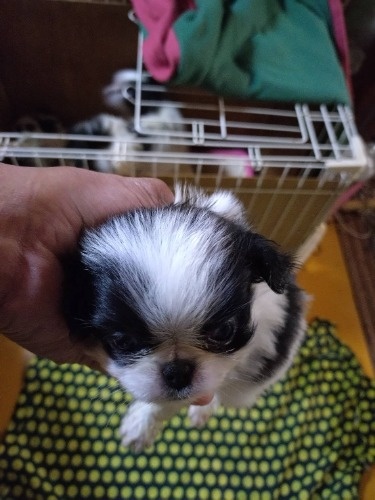 ༁i�`���j�̎q���iID:1242511025�j��1���ڂ̎ʐ^/�X�V��:2026-03-08