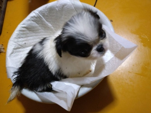 ༁i�`���j�̎q���iID:1242511025�j��2���ڂ̎ʐ^/�X�V��:2026-03-08