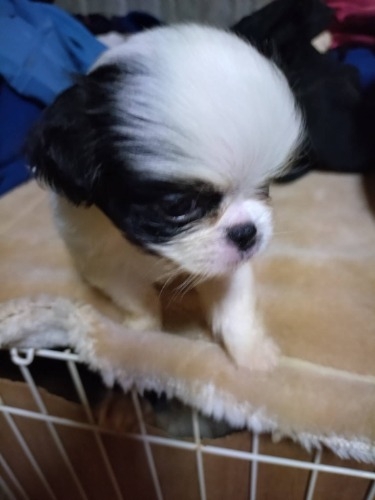 ༁i�`���j�̎q���iID:1242511026�j��1���ڂ̎ʐ^/�X�V��:2026-03-08