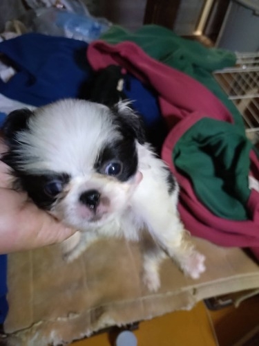 ༁i�`���j�̎q���iID:1242511026�j��2���ڂ̎ʐ^/�X�V��:2026-03-08