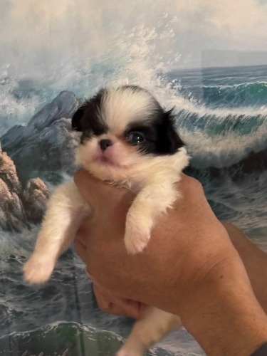 ༁i�`���j�̎q���iID:1242511027�j��1���ڂ̎ʐ^/�X�V��:2026-04-10