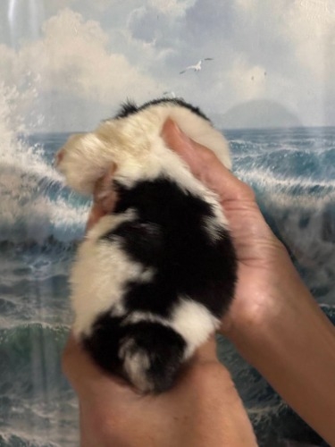 ༁i�`���j�̎q���iID:1242511027�j��2���ڂ̎ʐ^/�X�V��:2026-04-10