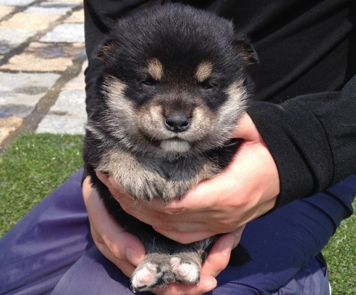 柴犬の子犬(ID:1242711019)の1枚目の写真/更新日:2014-06-13