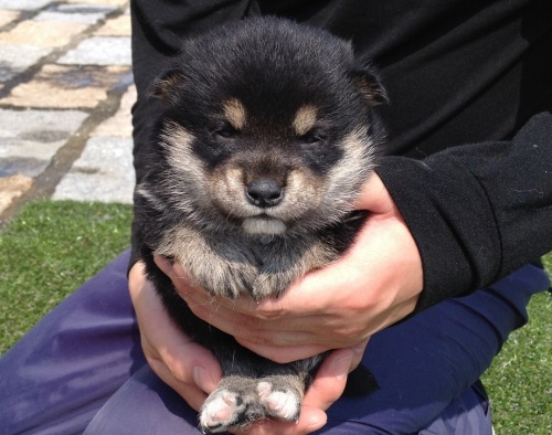 柴犬の子犬(ID:1242711019)の2枚目の写真/更新日:2014-06-13