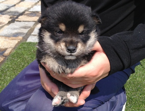 柴犬の子犬(ID:1242711019)の3枚目の写真/更新日:2014-06-13