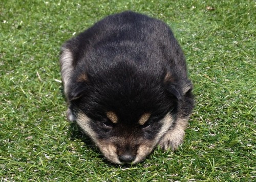 柴犬の子犬(ID:1242711019)の4枚目の写真/更新日:2014-06-13