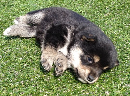 柴犬の子犬(ID:1242711019)の5枚目の写真/更新日:2014-06-13