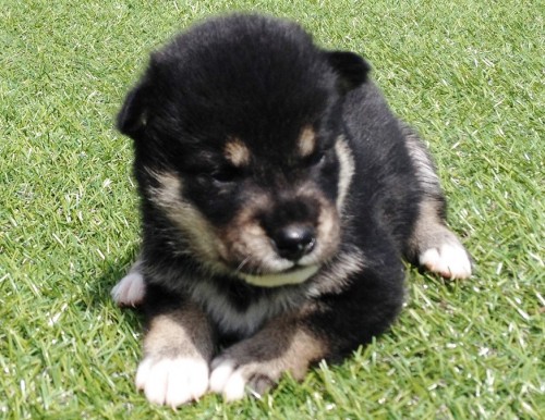 柴犬の子犬(ID:1242711045)の1枚目の写真/更新日:2014-08-13